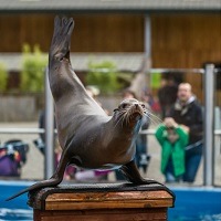 200x sea lion