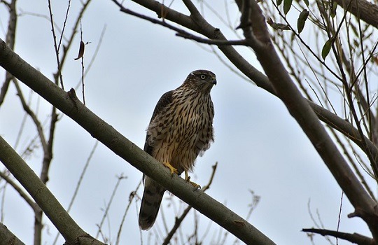 LttW goshawk 540x350