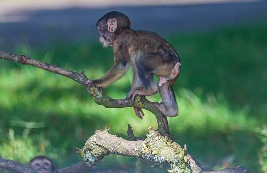 LttW macaque 540x350