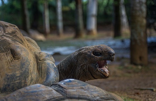 LttW tortoises 540x350