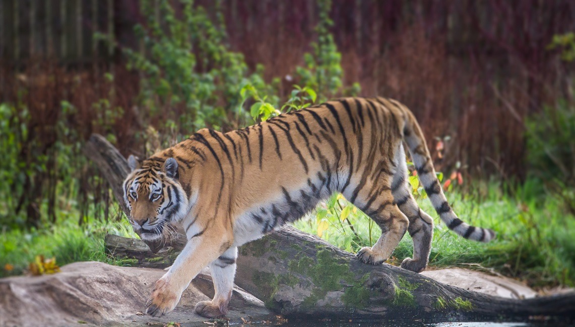 What�s new Blair Drummond Safari Park