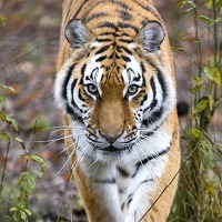 Tiger adoption