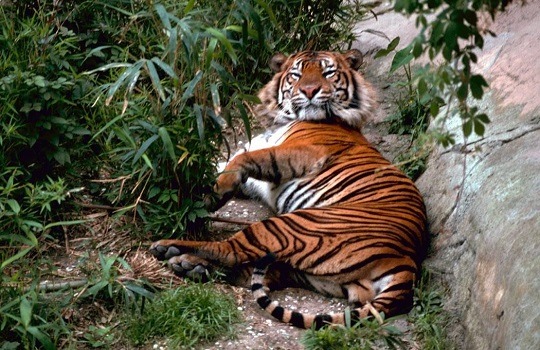 bengal tiger 540x350