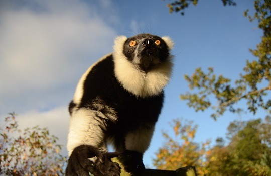black & white lemur x540