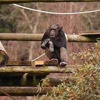 chimp 200x200