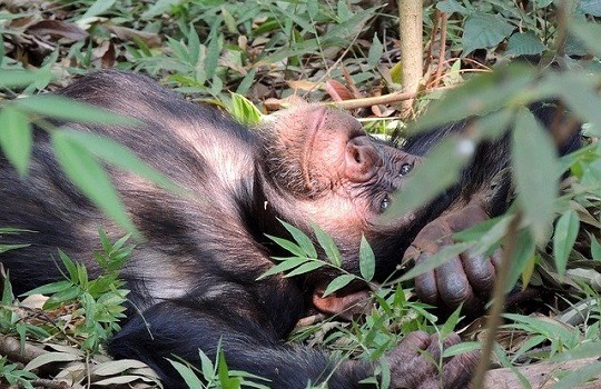 chimpanzee 540x350