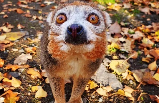 crowned lemur x540