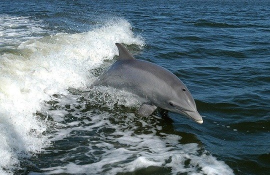 dolphin 540x350