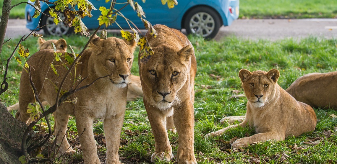 What to expect Blair Drummond Safari Park