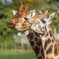 giraffe 200x200