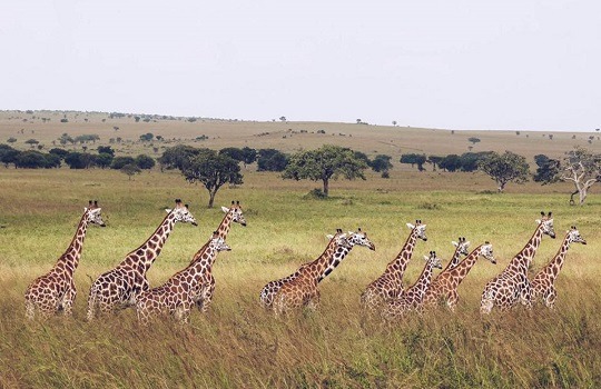 giraffes LttW x 540