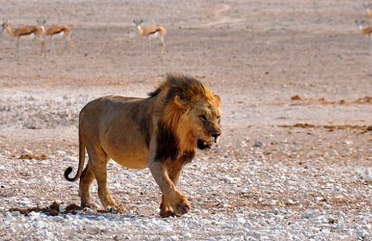lion 540x350