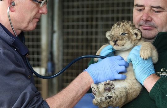 lion cub x540