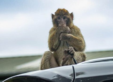 macaque 540x350