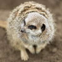 meerkat 200x200