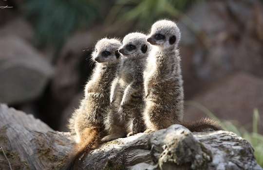 meerkats 540x350