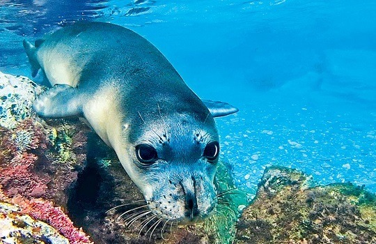 monk seal 540x350