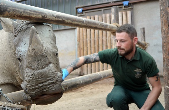 rhinohouse 540x350