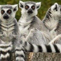 ring tailed lemur 200x200