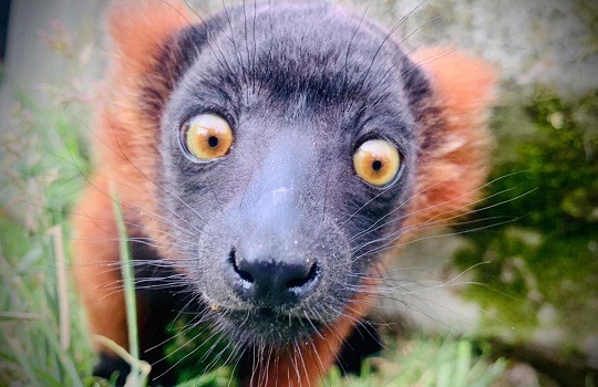 rr lemur babyx540