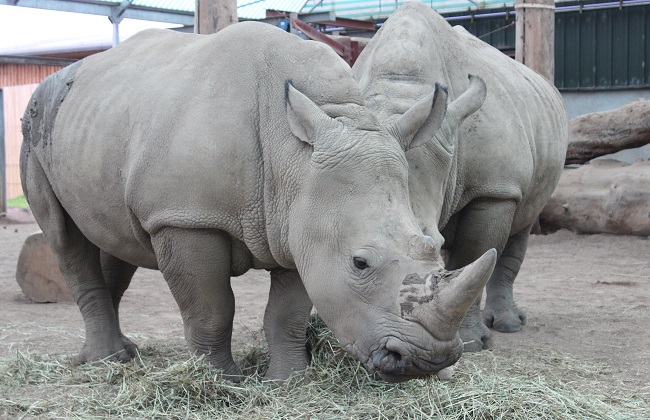 Bonnie the baby rhino at Blair Drummond