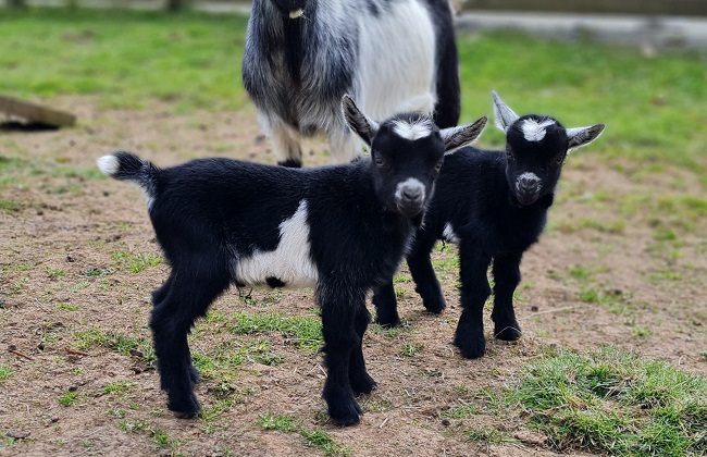Baby boom at Pets Farm! Pygmy goat twins born at the Safari Park