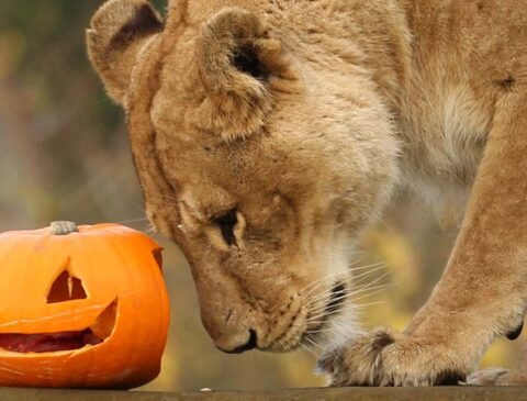 hallowen 2# 1000x450