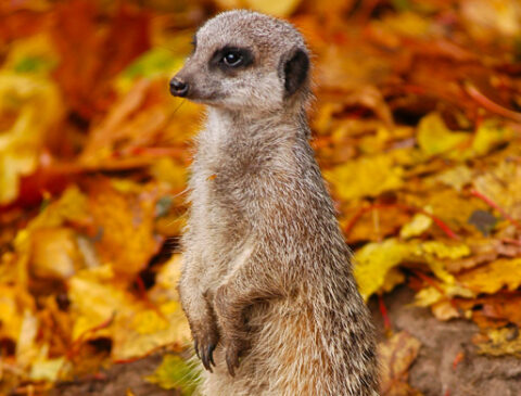 meerkat