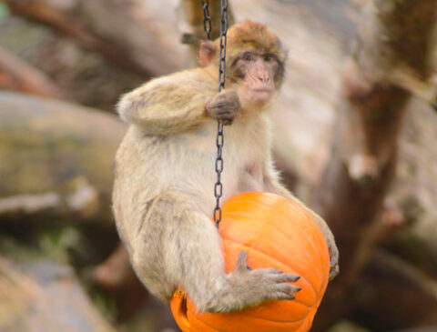monkey-on-the-pumpkin