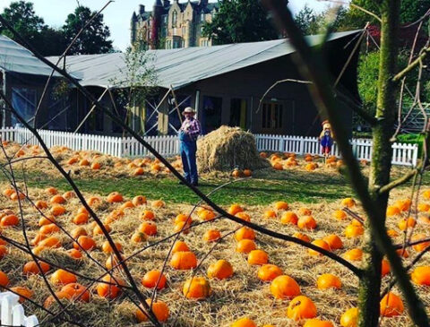 pumpkin-path