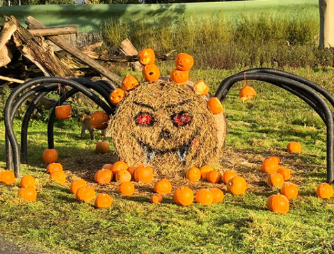 spooky-scary-spider
