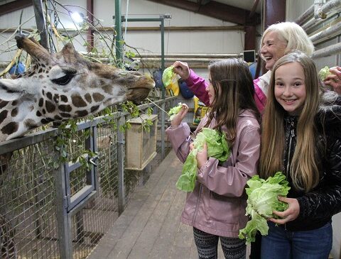 giraffe experience