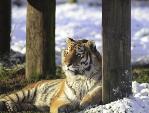 tiger-snow