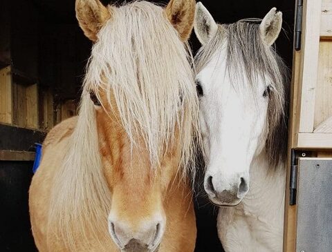 horses 480x365