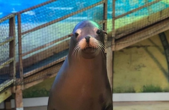 Sad death of sea lion